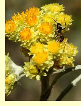 Цмин песчаный (Helichrysum arenarium (L.) Moench) Цмин песчаный (Helichrysum arenarium (L.) Moench)